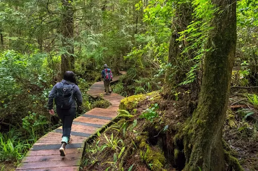 People hiking through woods